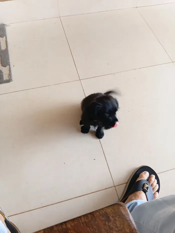Cachorro raça Lhasa Apso idade Abaixo de 2 meses nome Viny 