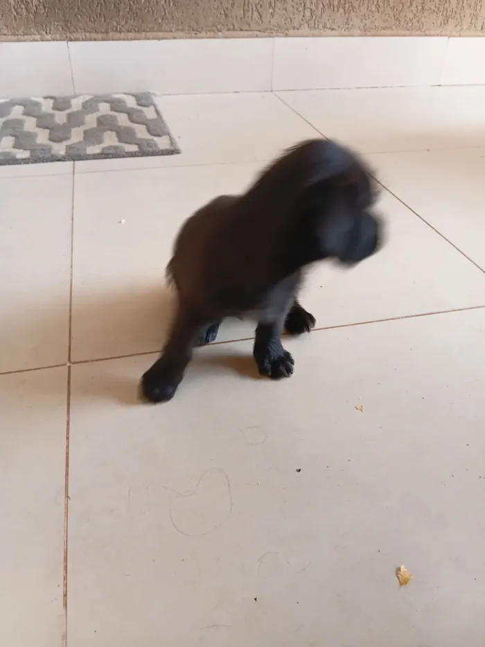 Cachorro raça Lhasa Apso idade Abaixo de 2 meses nome Viny 