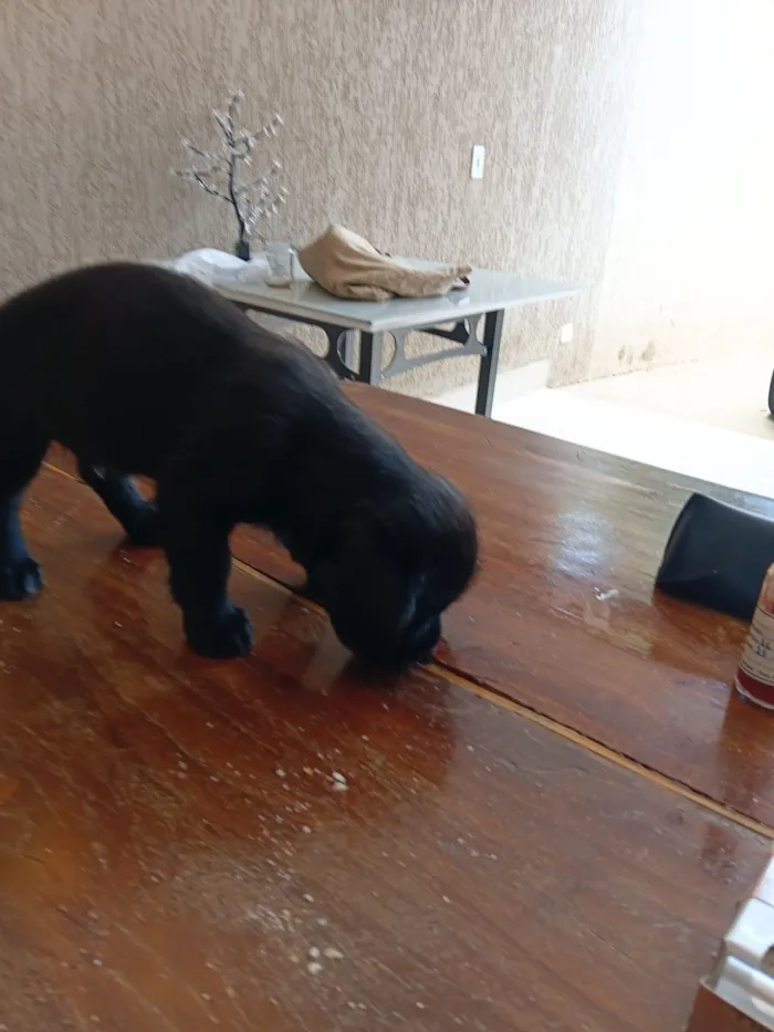 Cachorro raça Lhasa Apso idade Abaixo de 2 meses nome Viny 