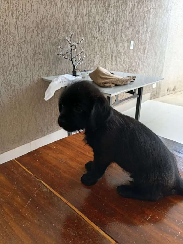 Cachorro raça Lhasa Apso idade Abaixo de 2 meses nome Viny 