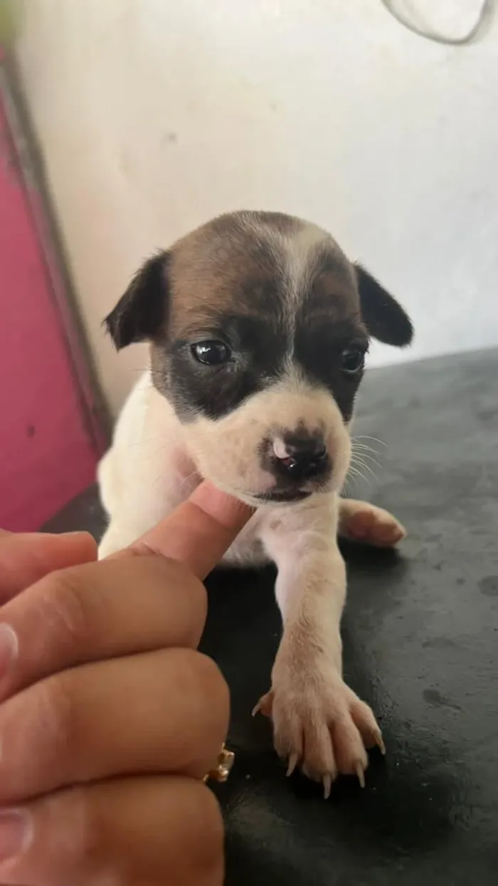 Cachorro raça SRD-ViraLata idade Abaixo de 2 meses nome Furiosa 