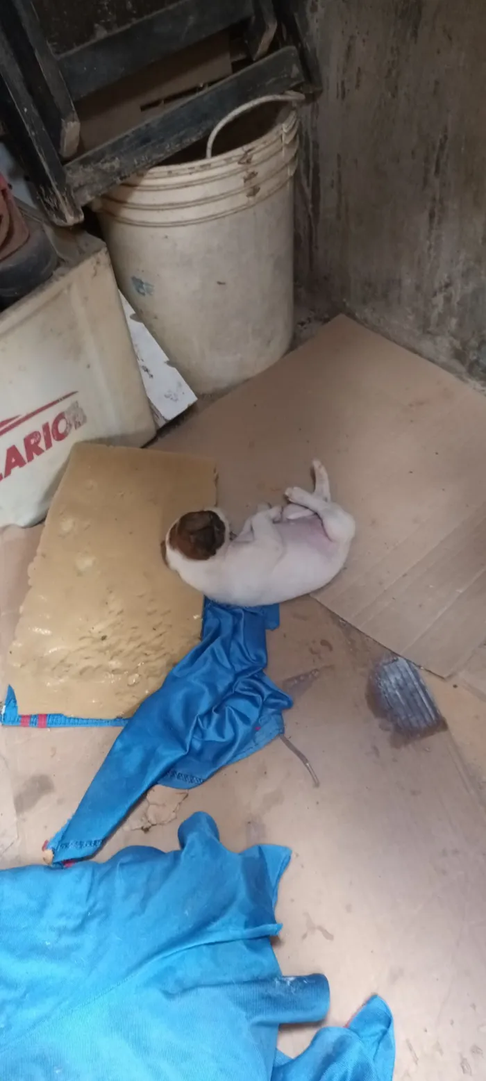 Cachorro raça SRD-ViraLata idade Abaixo de 2 meses nome Furiosa 