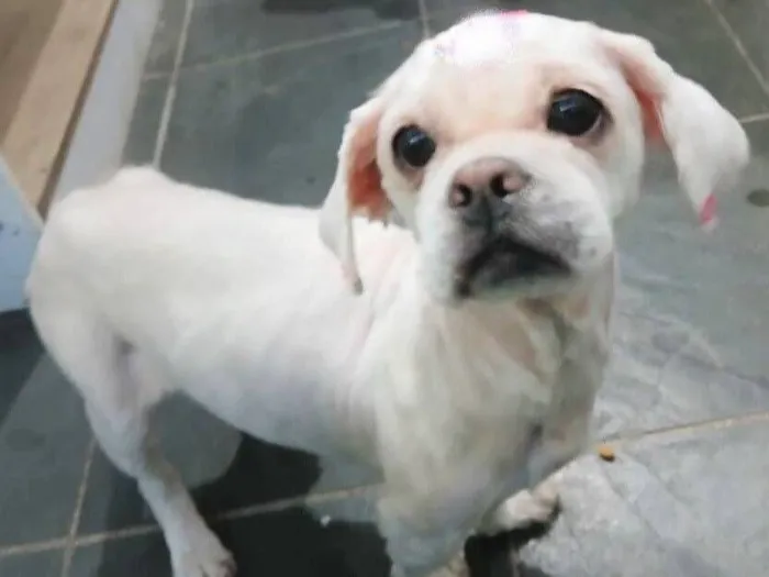Cachorro raça SRD-ViraLata idade 2 anos nome Chantilly 