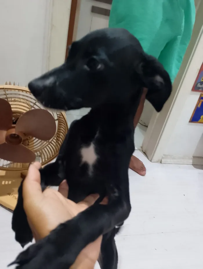 Cachorro raça SRD-ViraLata idade 7 a 11 meses nome Preta