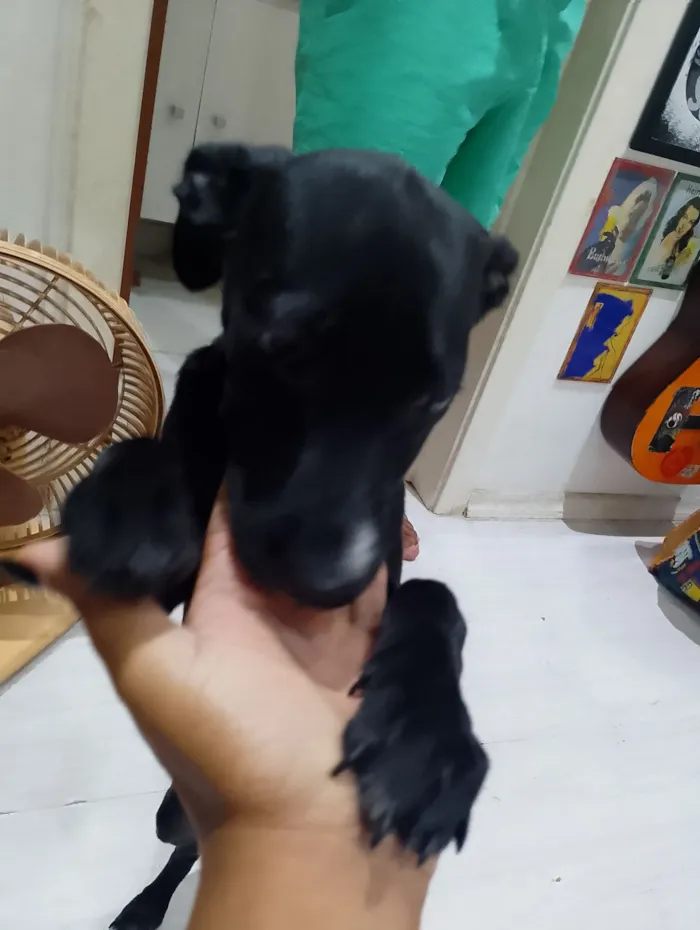 Cachorro raça SRD-ViraLata idade 7 a 11 meses nome Preta