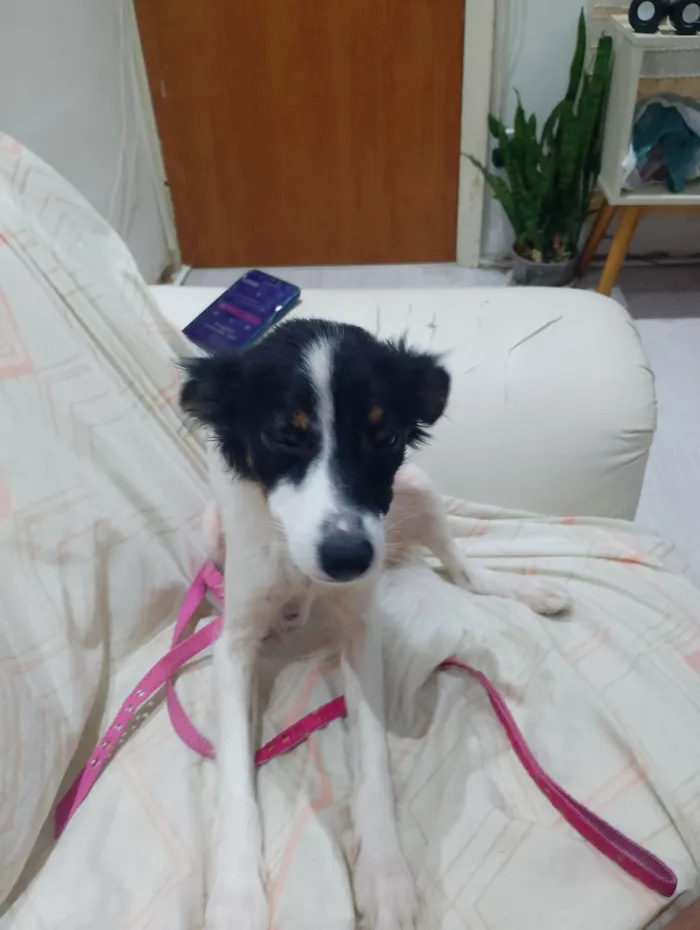 Cachorro raça SRD-ViraLata idade 3 anos nome Katrina 