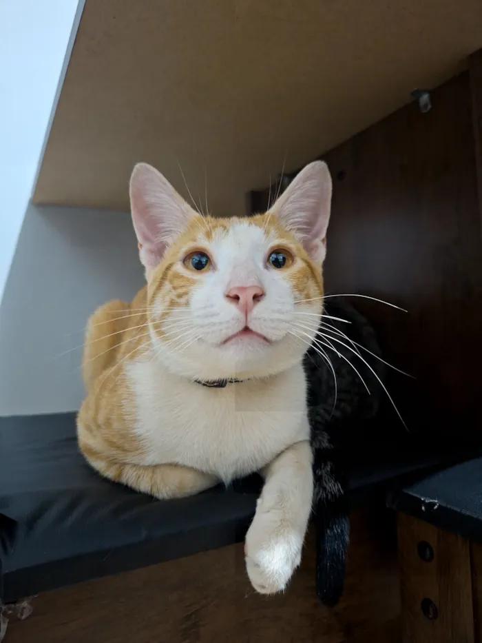 Gato raça SRD-ViraLata idade 7 a 11 meses nome Maria e Murilo