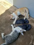 Gato raça SRD-ViraLata idade 7 a 11 meses nome Maria e Murilo