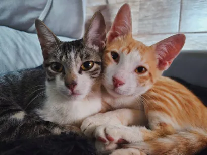 Gato raça SRD-ViraLata idade 7 a 11 meses nome Maria e Murilo