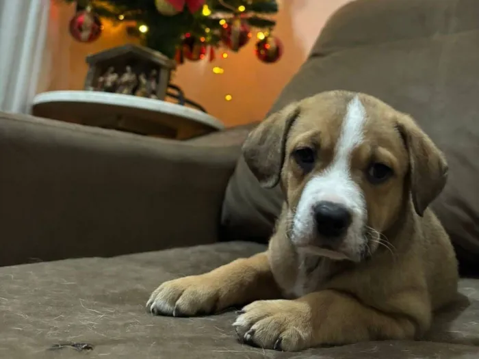 Cachorro raça SRD-ViraLata idade Abaixo de 2 meses nome Beethoven 
