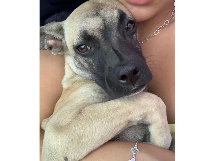 Cachorro raça SRD-ViraLata idade 2 a 6 meses nome Armando