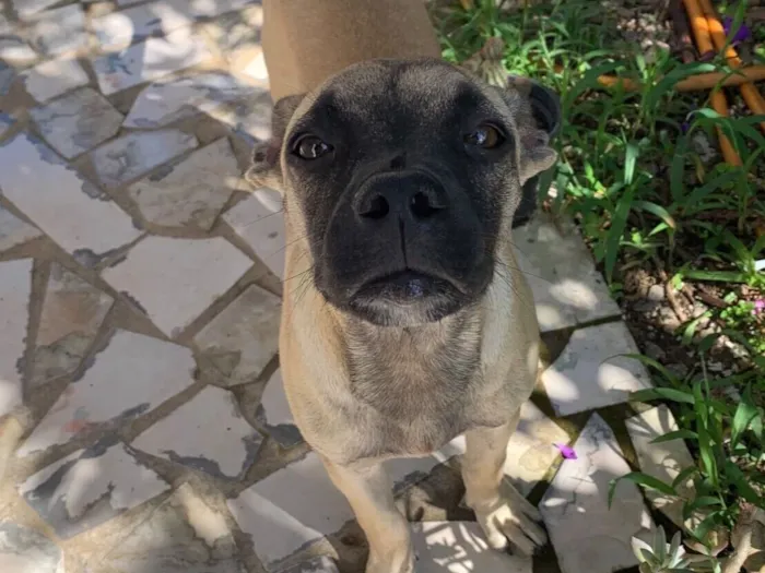 Cachorro raça SRD-ViraLata idade 2 a 6 meses nome Armando