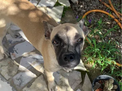 Cachorro raça SRD-ViraLata idade 2 a 6 meses nome Armando