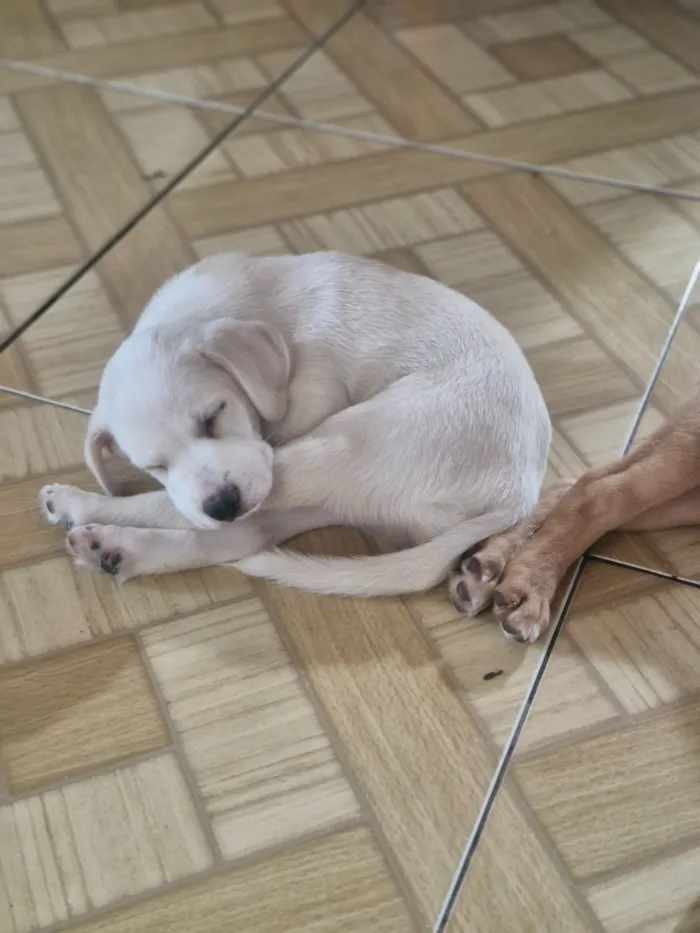 Cachorro raça SRD-ViraLata idade Abaixo de 2 meses nome Frozen
