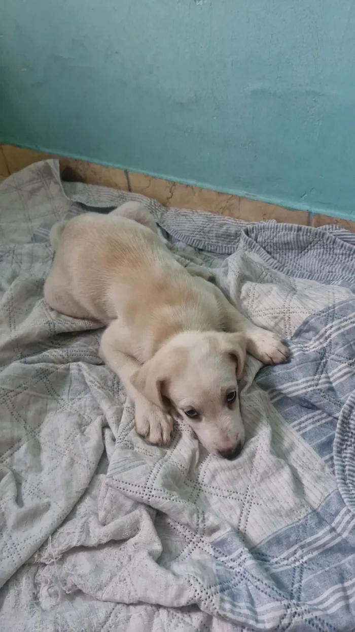 Cachorro raça SRD-ViraLata idade Abaixo de 2 meses nome Frozen