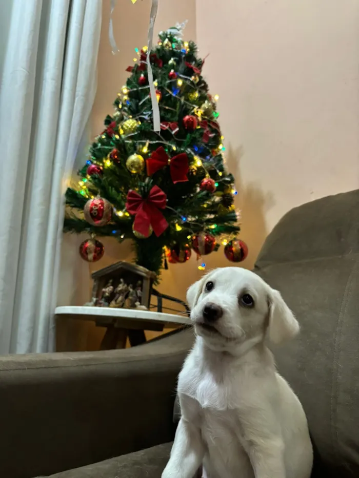 Cachorro raça SRD-ViraLata idade Abaixo de 2 meses nome Frozen