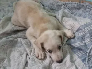 Cachorro raça SRD-ViraLata idade Abaixo de 2 meses nome Frozen