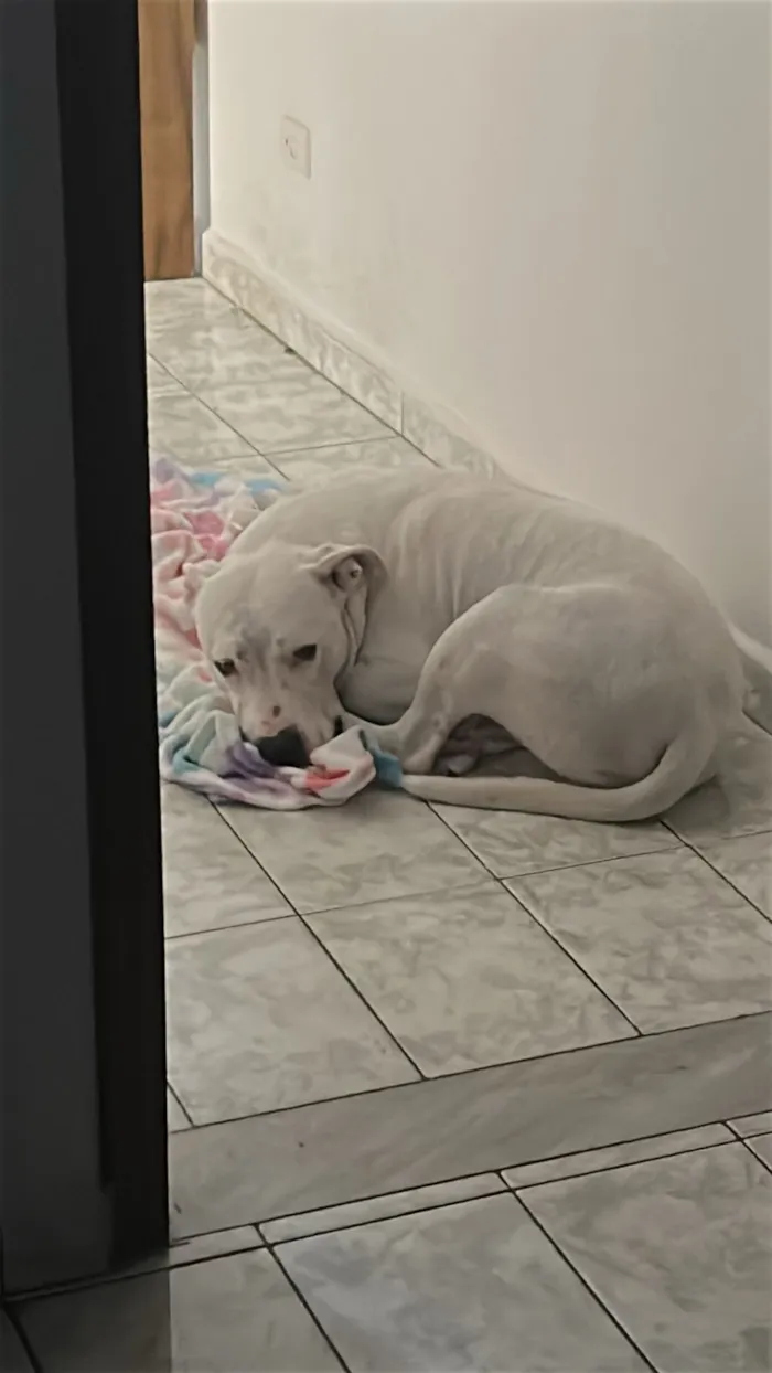 Cachorro raça Pit-Bull idade 4 anos nome Ragnarok