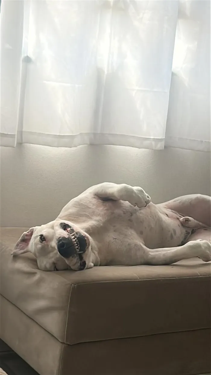 Cachorro raça Pit-Bull idade 4 anos nome Ragnarok