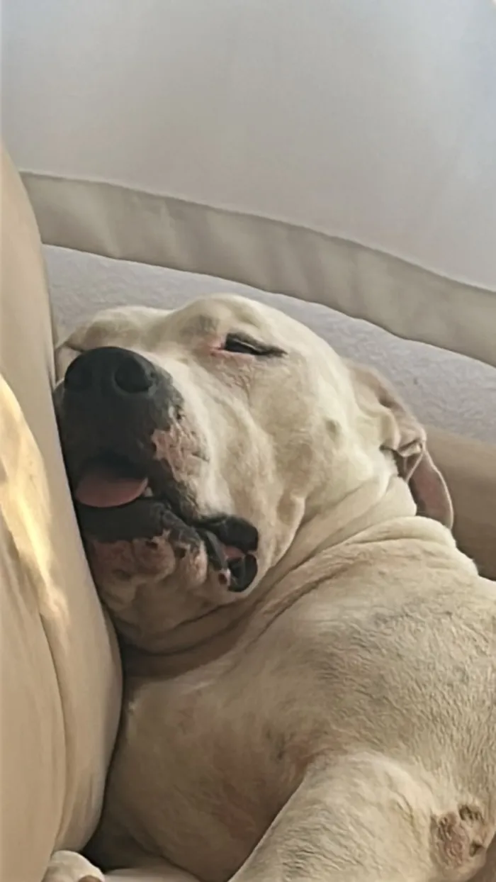 Cachorro raça Pit-Bull idade 4 anos nome Ragnarok