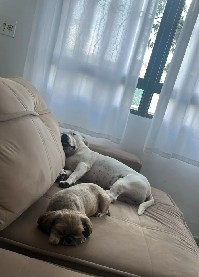 Cachorro raça Pit-Bull idade 4 anos nome Ragnarok