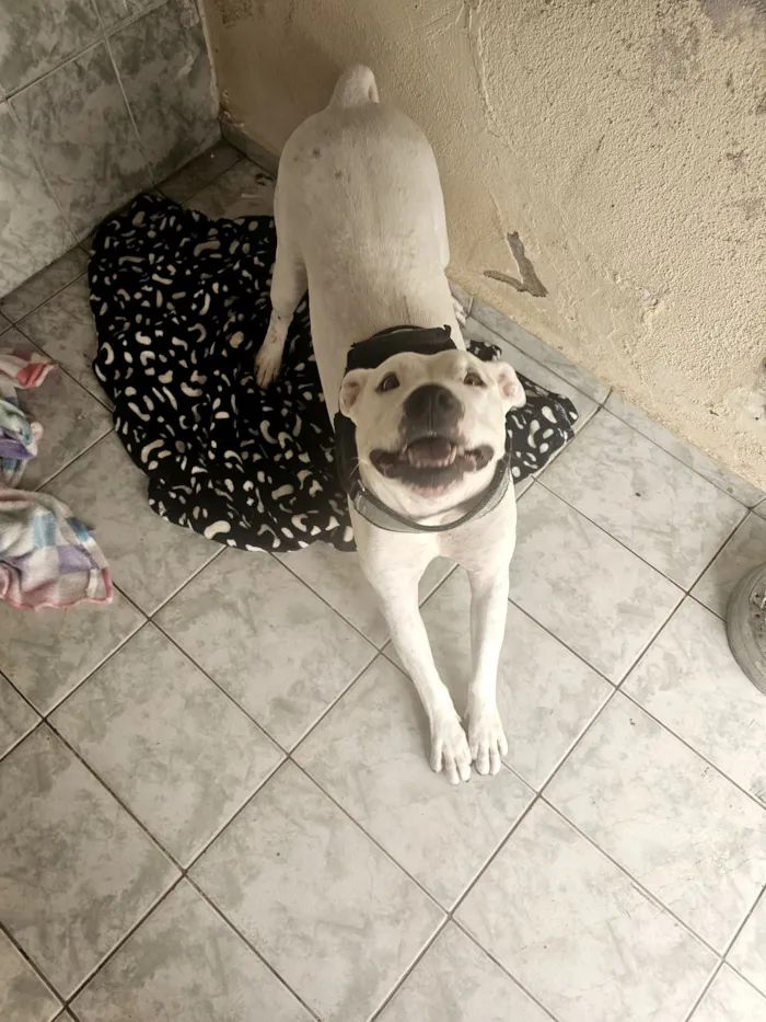 Cachorro raça Pit-Bull idade 4 anos nome Ragnarok