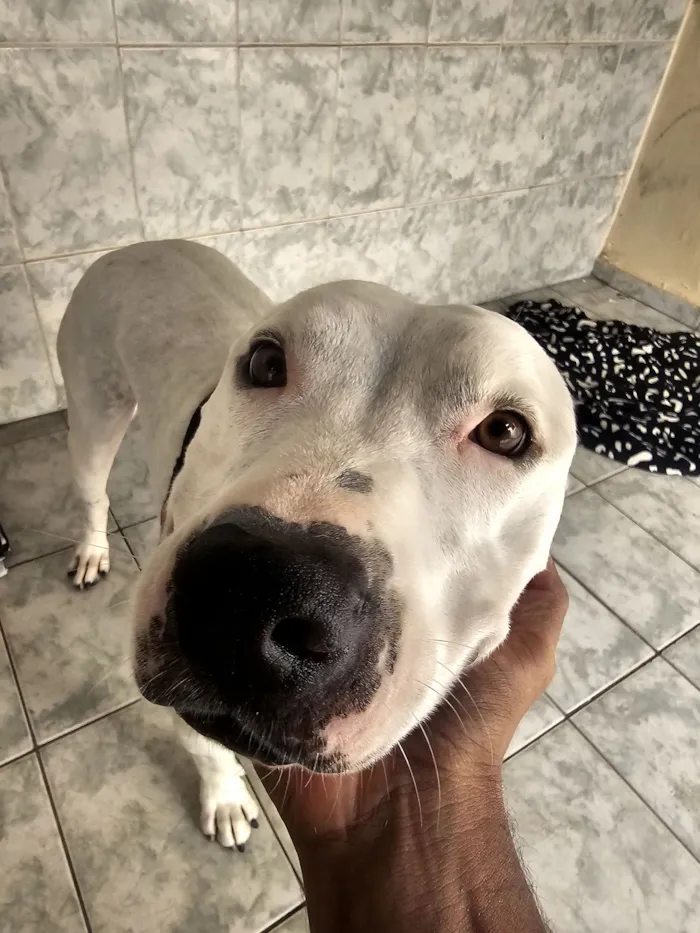 Cachorro raça Pit-Bull idade 4 anos nome Ragnarok