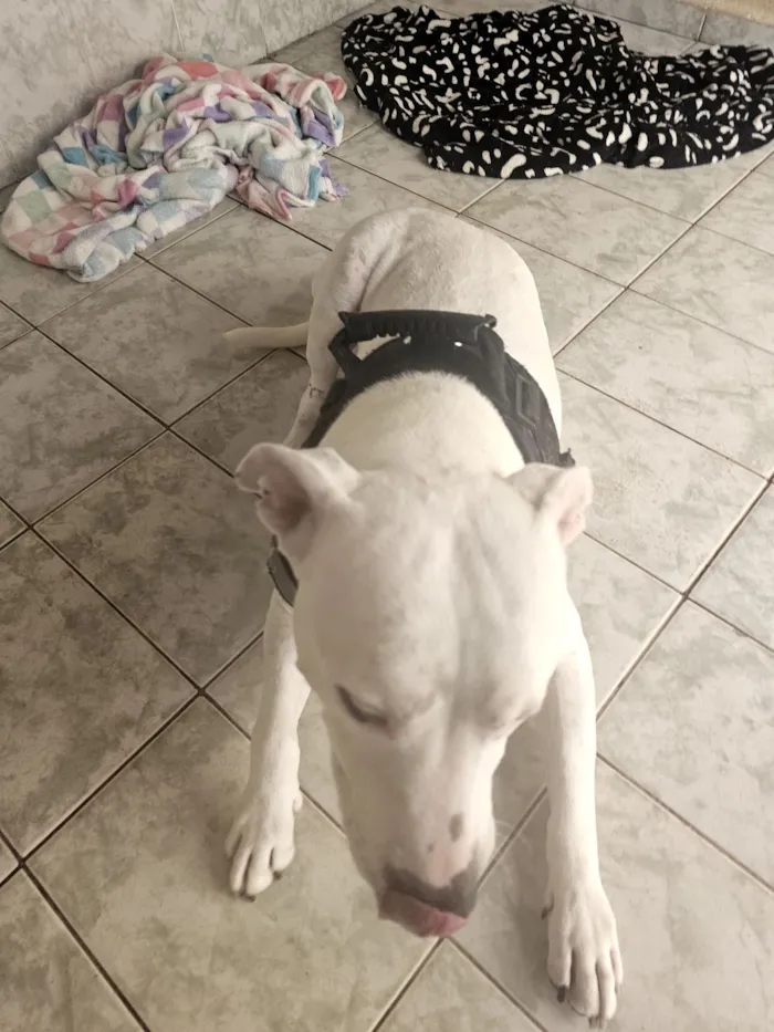 Cachorro raça Pit-Bull idade 4 anos nome Ragnarok