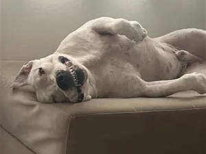 Cachorro raça Pit-Bull idade 4 anos nome Ragnarok