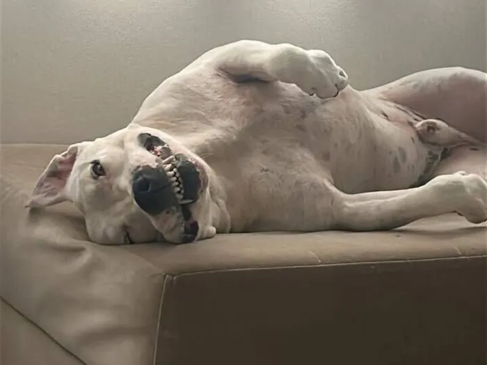 Cachorro raça Pit-Bull idade 4 anos nome Ragnarok