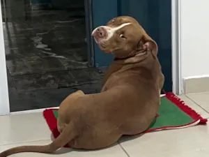 Cachorro raça Pit-Bull idade 4 anos nome Escobar