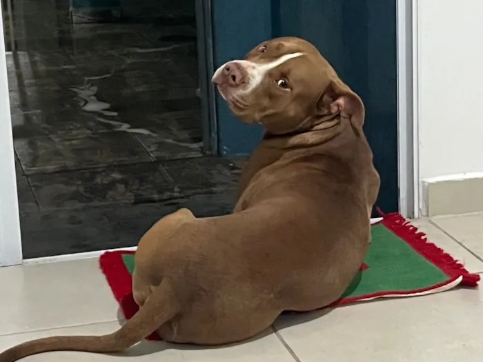Cachorro raça Pit-Bull idade 4 anos nome Escobar