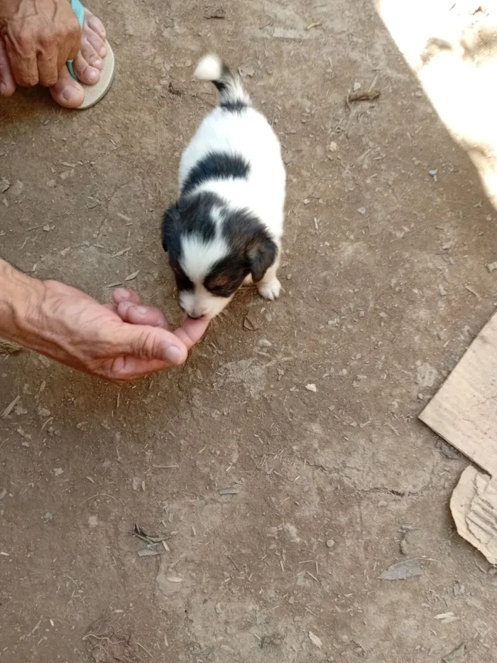 Cachorro raça SRD-ViraLata idade Abaixo de 2 meses nome Sem nome 