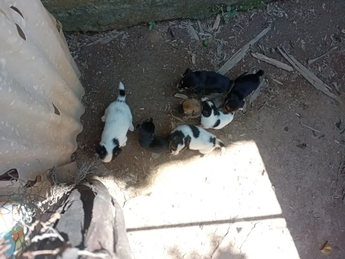 Cachorro raça SRD-ViraLata idade Abaixo de 2 meses nome Sem nome 