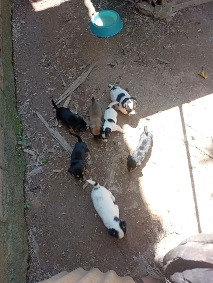 Cachorro raça SRD-ViraLata idade Abaixo de 2 meses nome Sem nome 