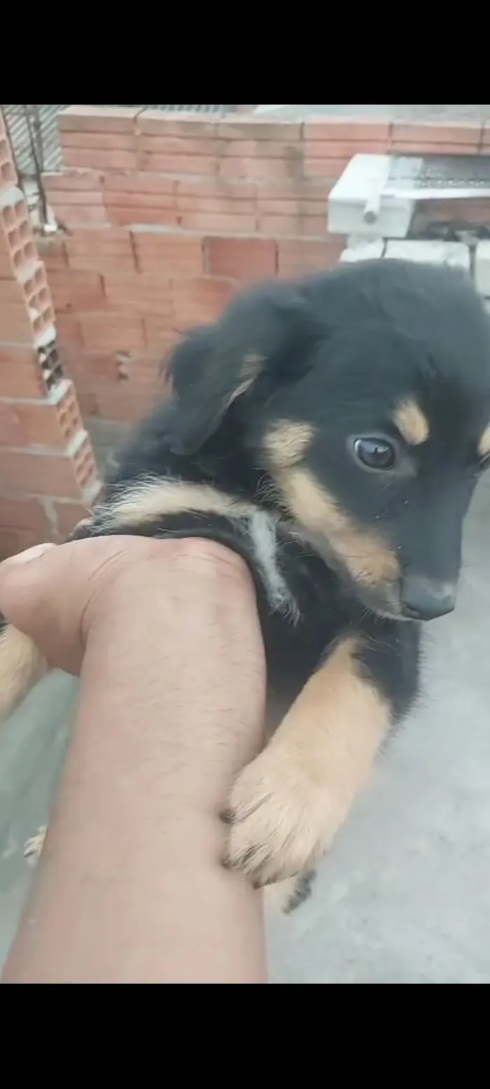 Cachorro raça SRD-ViraLata idade 2 a 6 meses nome Thor