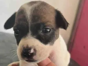 Cachorro raça SRD-ViraLata idade Abaixo de 2 meses nome Furiosa 