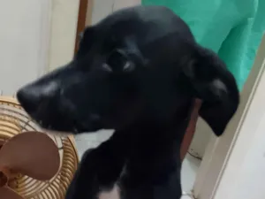 Cachorro raça SRD-ViraLata idade 7 a 11 meses nome Preta