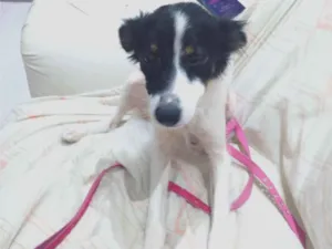 Cachorro raça SRD-ViraLata idade 3 anos nome Katrina 
