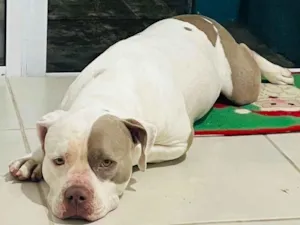 Cachorro raça Pit-Bull idade 3 anos nome Tóquio 