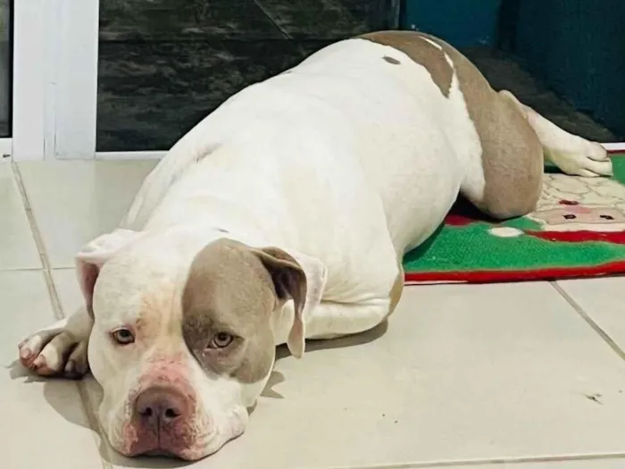 Cachorro raça Pit-Bull idade 3 anos nome Tóquio 