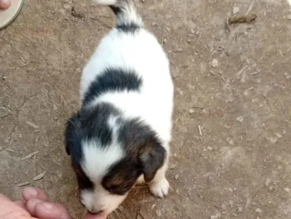 Cachorro raça SRD-ViraLata idade Abaixo de 2 meses nome Sem nome 