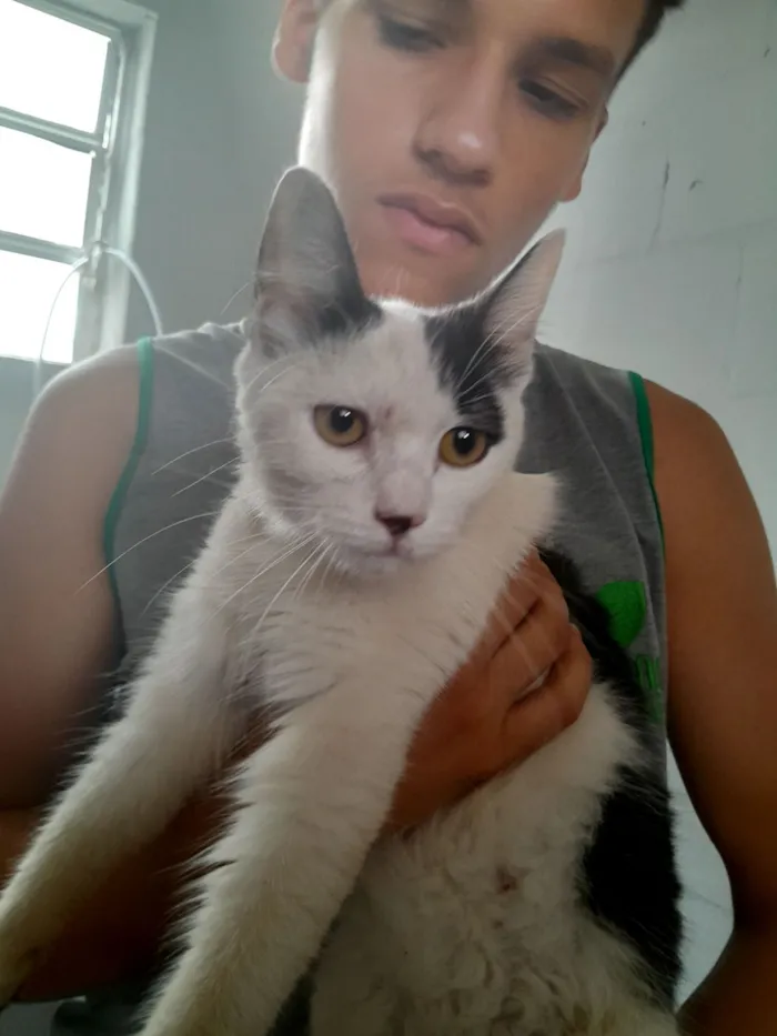 Gato raça SRD-ViraLata idade 2 a 6 meses nome S/N