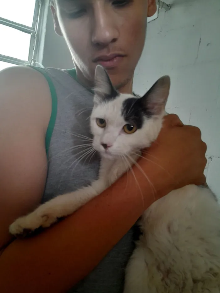 Gato raça SRD-ViraLata idade 2 a 6 meses nome S/N