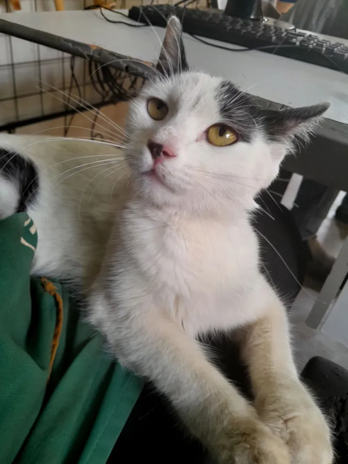 Gato raça SRD-ViraLata idade 2 a 6 meses nome S/N