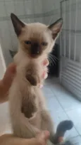 Gato raça SRD-ViraLata idade Abaixo de 2 meses nome Sem nome 