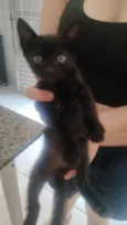 Gato raça SRD-ViraLata idade Abaixo de 2 meses nome Sem nome 