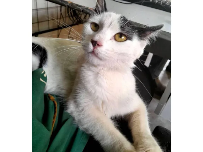 Gato raça SRD-ViraLata idade 2 a 6 meses nome S/N