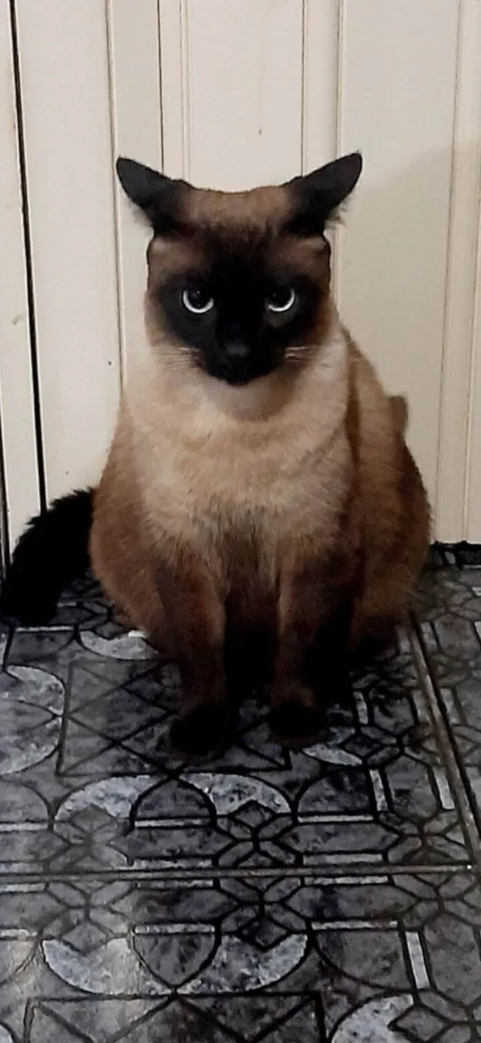 Gato raça Siamês idade 6 ou mais anos nome Hawena