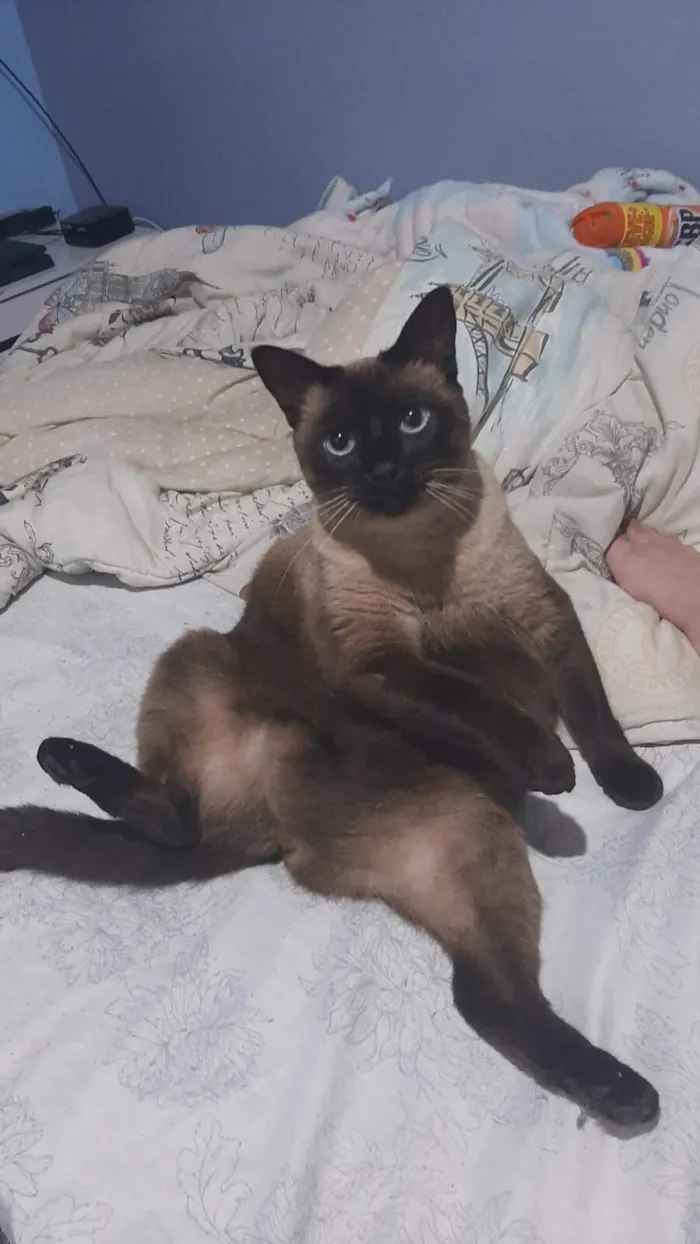 Gato raça Siamês idade 6 ou mais anos nome Hawena